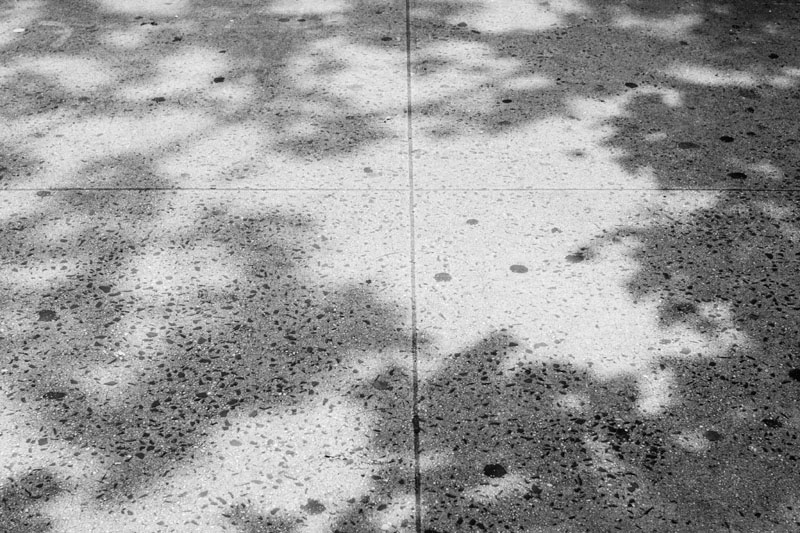 Leaves and Shadows 1