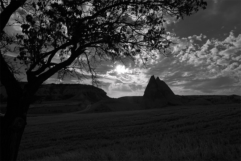 Tree, Rock, Sun in Shadow