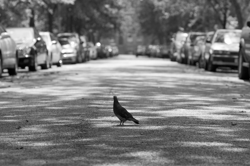 Bird Bokeh